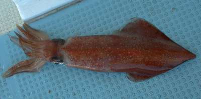 okada_001016_1.jpg (9593 �o�C�g)