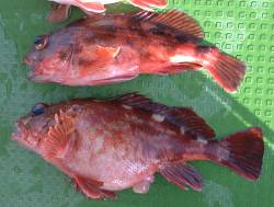 20010203_04.jpg (9929 �o�C�g)