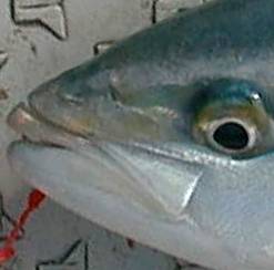 buri00.jpg (7818 �o�C�g)