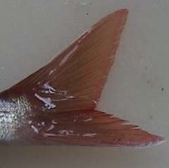 chidai_BackRash02.jpg (4339 �o�C�g)