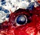 fusakasago00.jpg (4959 �o�C�g)