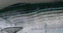 hagatuo_masuda00.jpg (4078 �o�C�g)