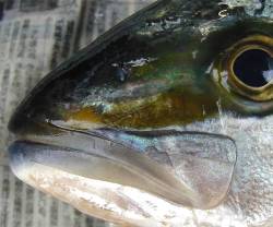 hiramasa_cutman00.jpg (10166 �o�C�g)