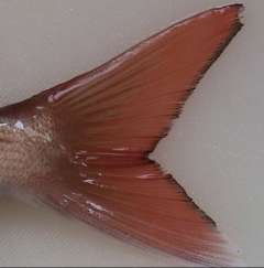 madai_BackRash02.jpg (4924 �o�C�g)