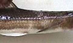 maeso_00.jpg (4500 �o�C�g)