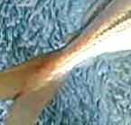 maruaji00.jpg (5330 �o�C�g)