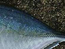 shimaaji00.jpg (8315 �o�C�g)