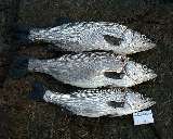 hirasuzuki_umibz02.jpg (5345 �o�C�g)