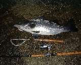 hirasuzuki_umibz03.jpg (5458 �o�C�g)