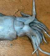 shiriyakeika02.jpg (4797 �o�C�g)